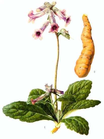 地黄别名叫生地,中药地黄功效及别名大全图