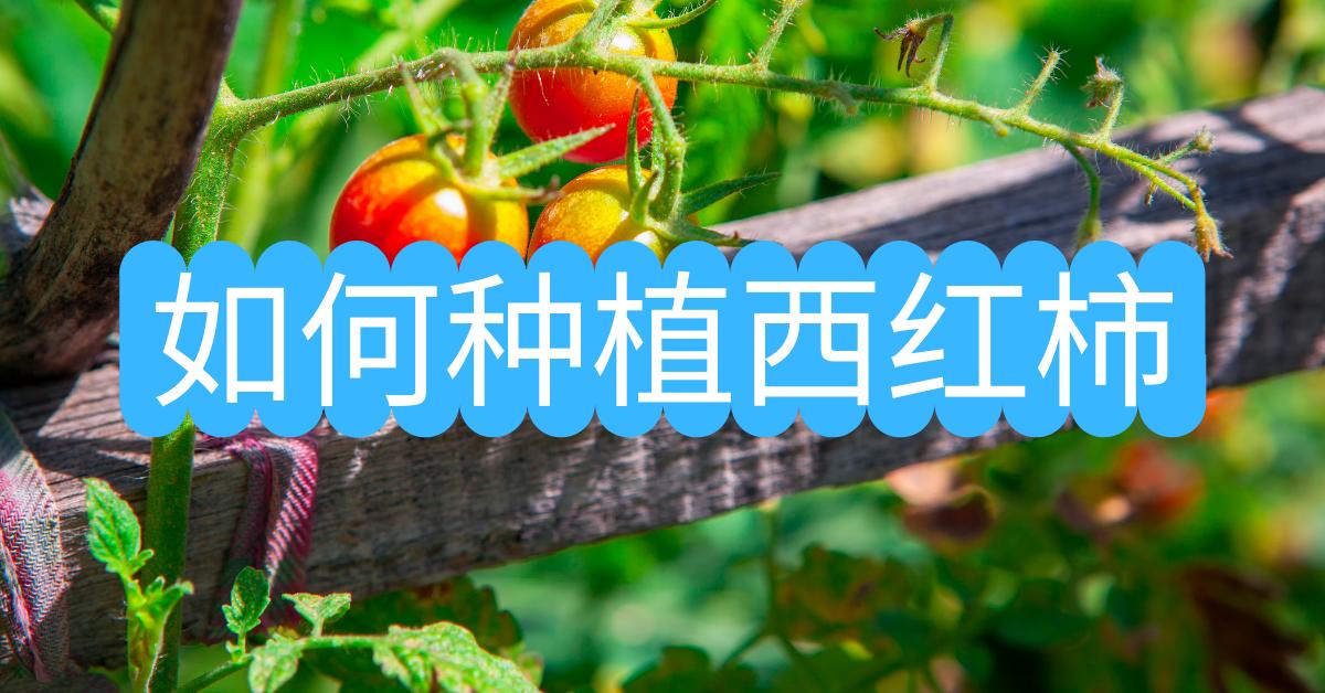 如何种植西红柿圣女果,如何种植西红柿苗和辣椒苗
