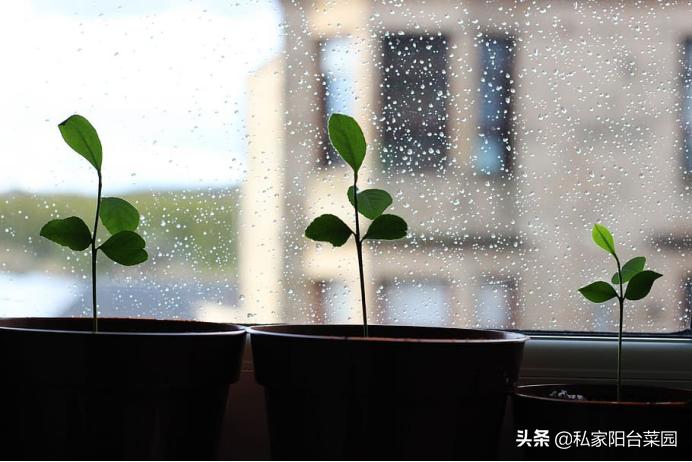 阳台种一年四季都可以吃的水果,阳台种水果首选这5种