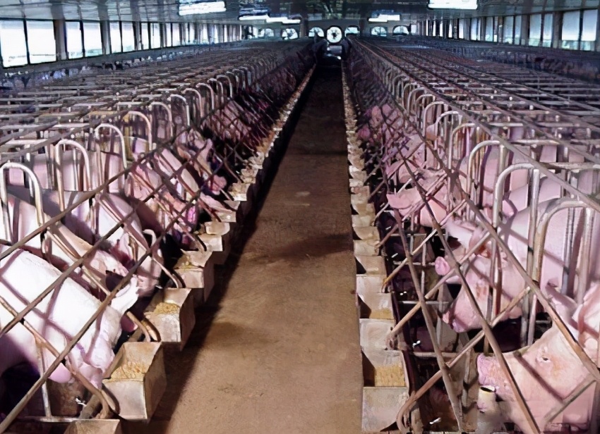 养猪怎么建猪舍,养猪栏舍的建造