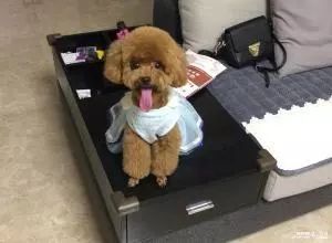 宠物身上的跳蚤会跑到人身上吗,宠物身上的跳蚤怎么杀