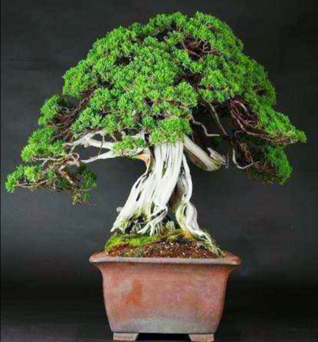 柏树舍利干涂石硫合剂多久涂一次,柏树盆景剥舍利干方法