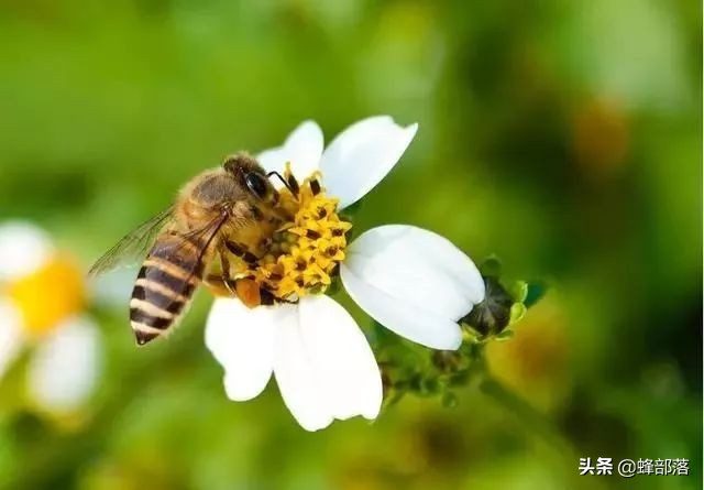 温棚里的蜂不出巢咋办,温棚蜜蜂