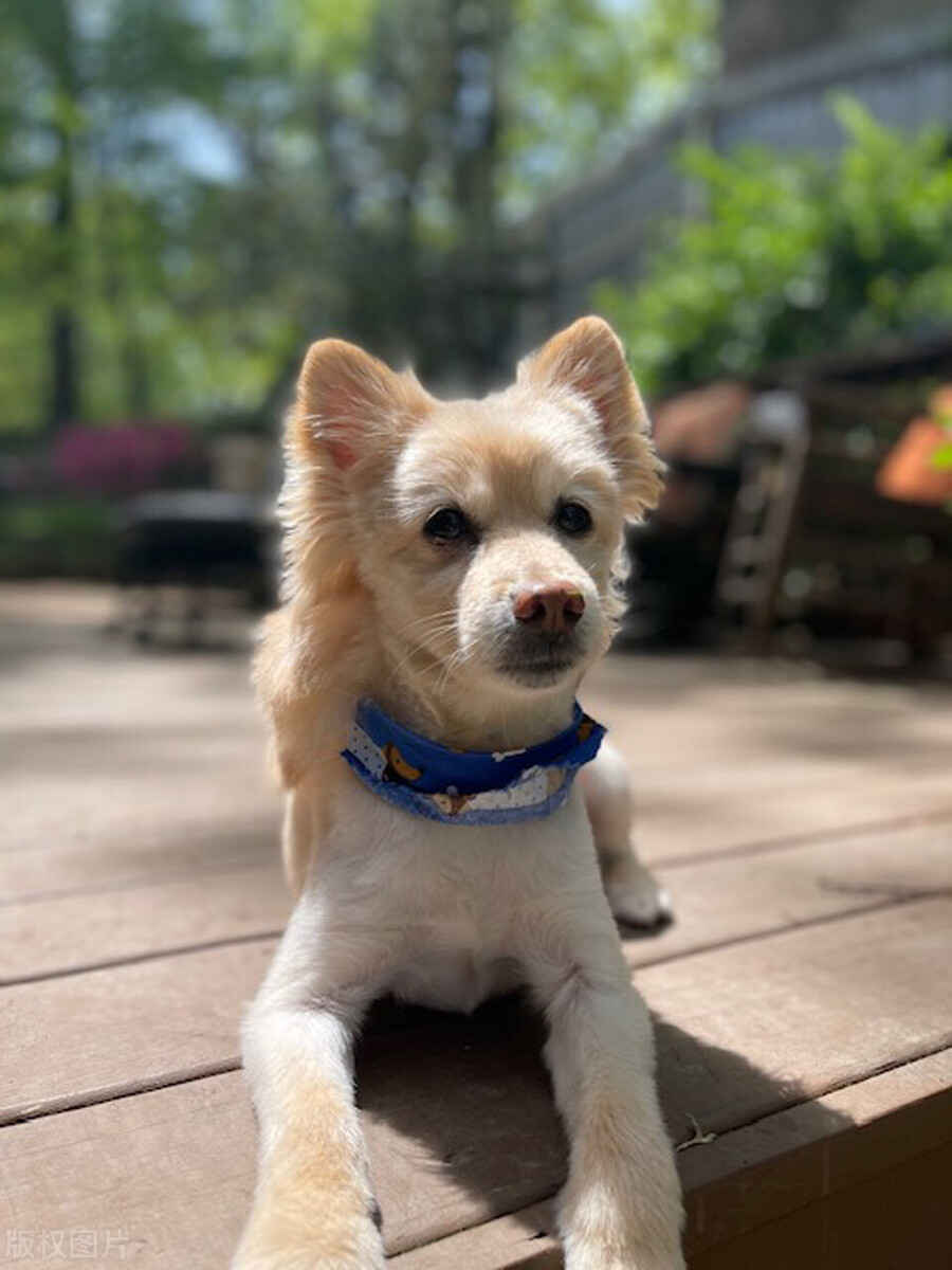 狗狗呕吐物呈乳白色是否正常,狗狗呕吐物是白色很腥