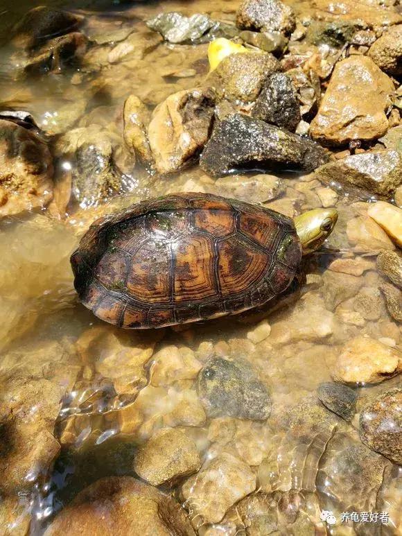 龟的发色,龟发色的本质