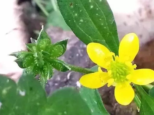 农村常见野花野草,这些野菜农村随处见