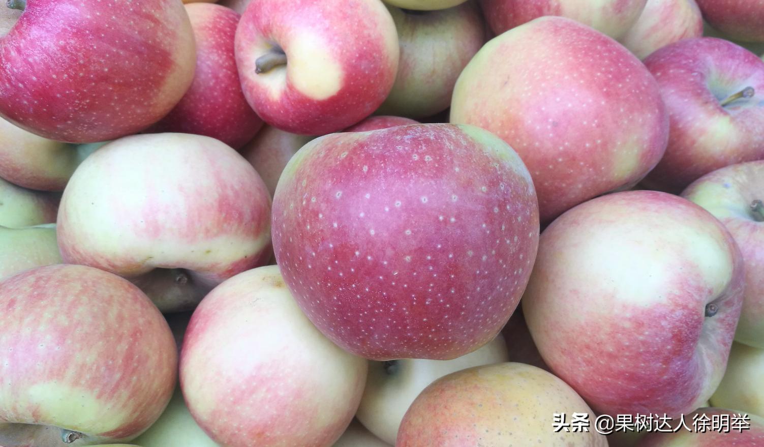 苹果将走出“高价区”，很多专家果农经销商均这么认为，我有同感