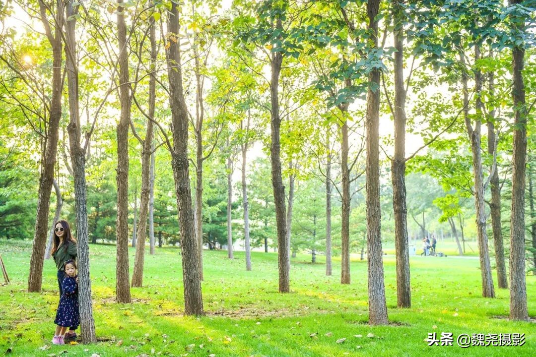 北京北坞公园里的京西稻又熟了，曾经只有皇上才能吃上这儿的大米