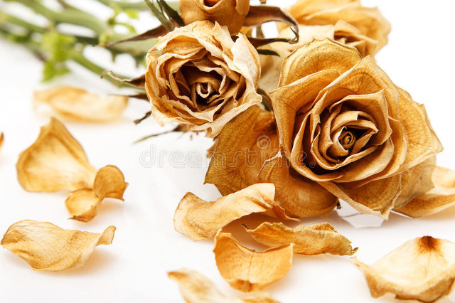 远嫁的我被家暴了怎么办,为什么远嫁的女孩儿容易被家暴