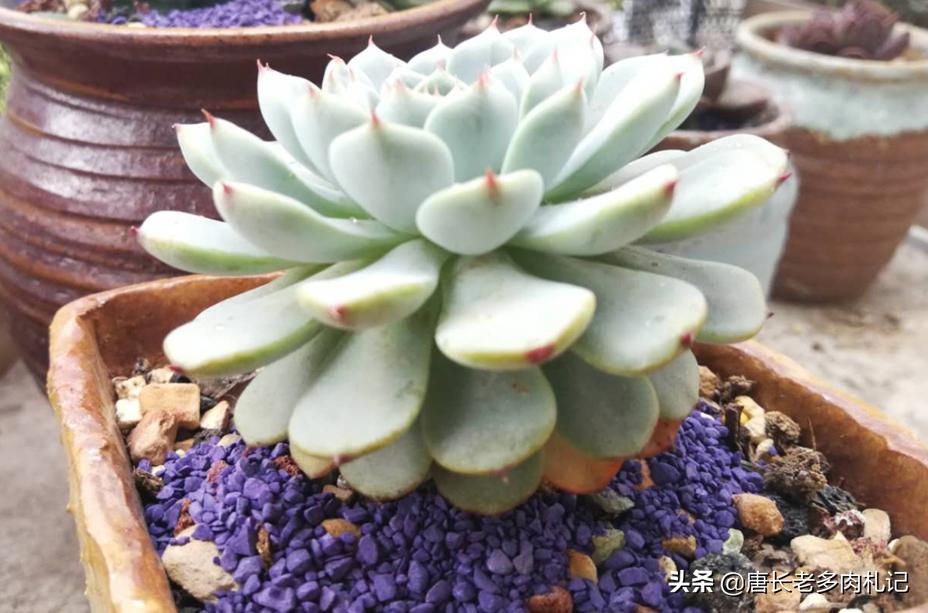 花盆里的小黑飞根除绝招,花盆小黑飞怎么消灭最彻底