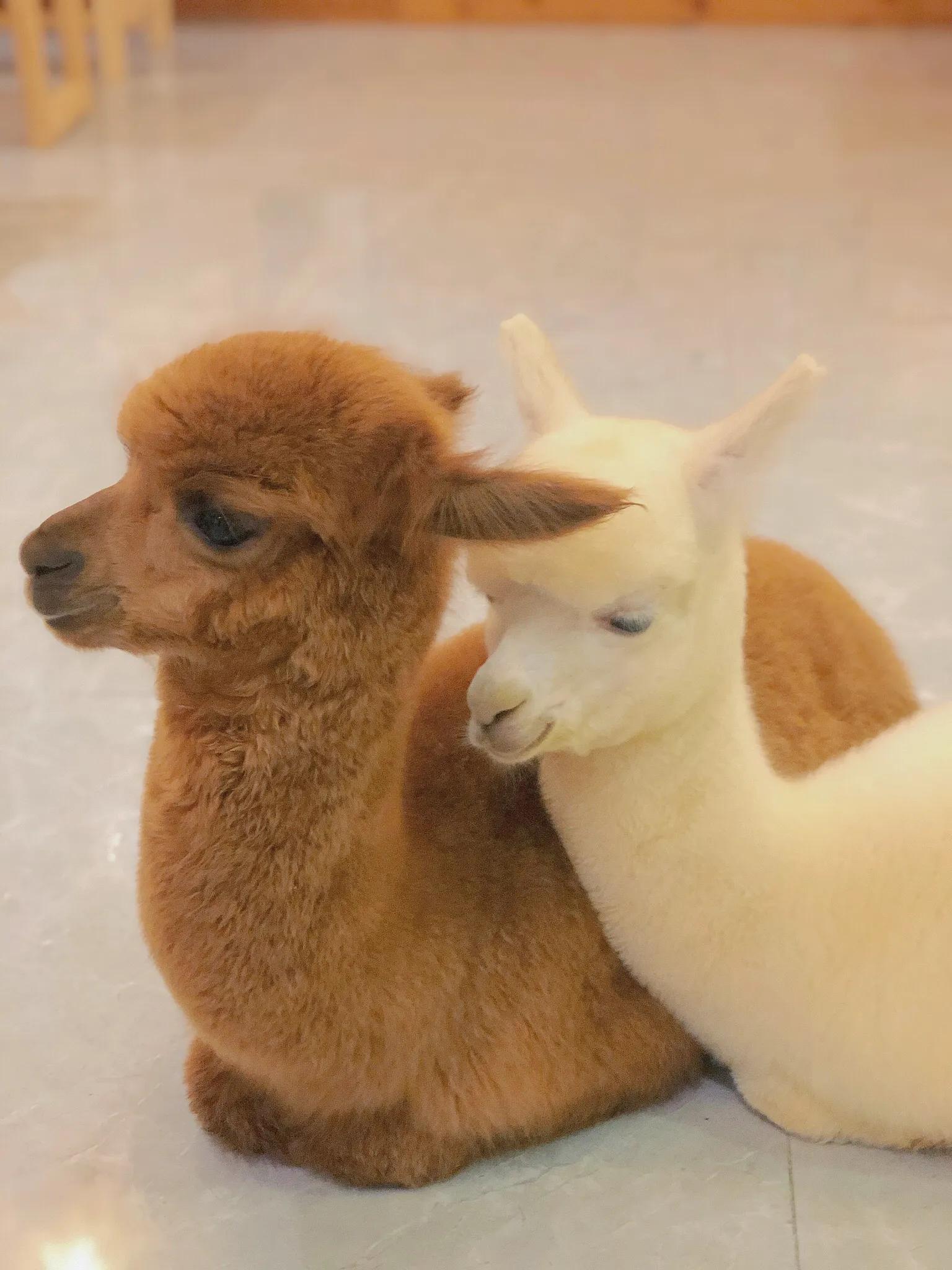 重庆探店｜换装撸猫撸羊驼撸龙猫，高萌预警