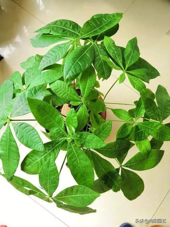 冬季绿植黄叶黑斑怎么解决,冬天植物叶子发黄怎么办