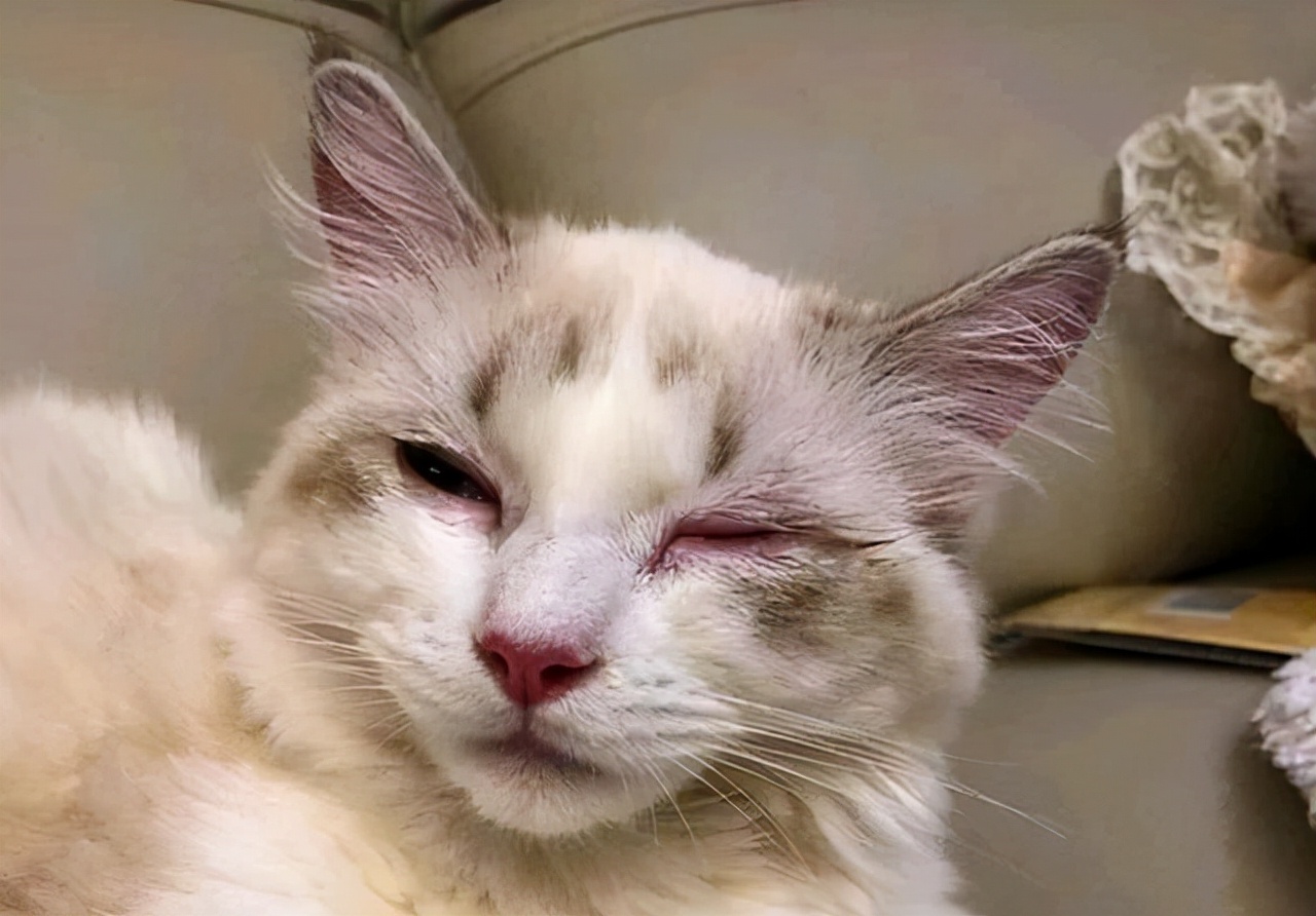 猫衣原体阳性是什么意思,猫衣原体感染会终身携带吗