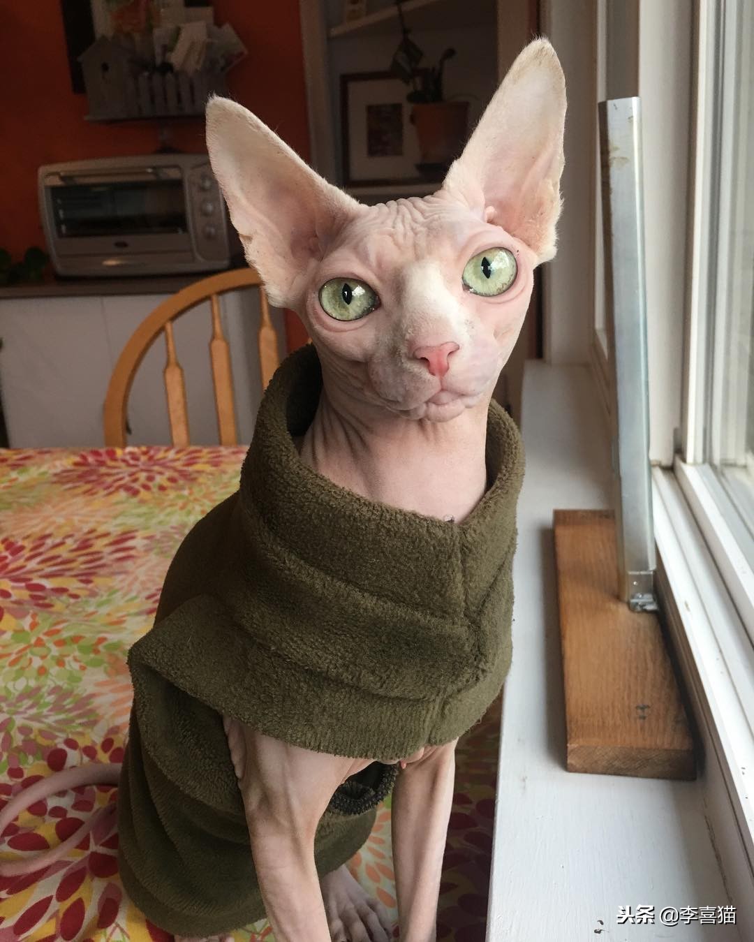 不同品种的猫咪特点,几种不同品种猫咪