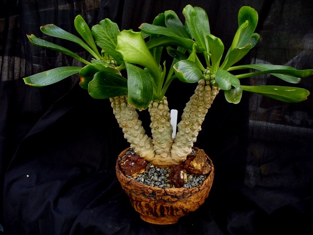 多肉奇趣麒麟好养吗,多肉植物奇葩有趣