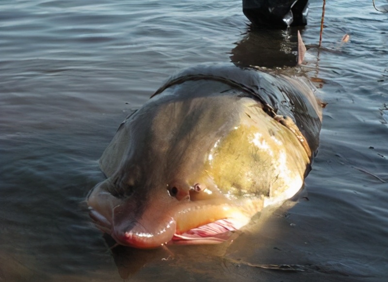 什么鱼从恐龙时期活到现在,与恐龙同时代灭绝却被发现的鱼