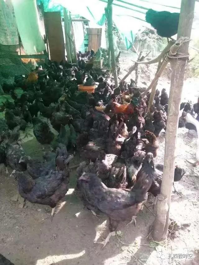 昭通|大河细长村民杨洪刚脱贫致富的那些事儿