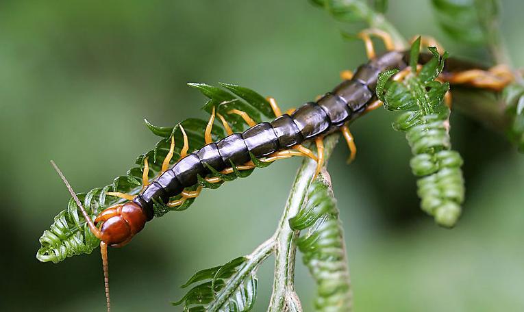 夏天画眉鸟吃什么饲料好,饲料配方及效果