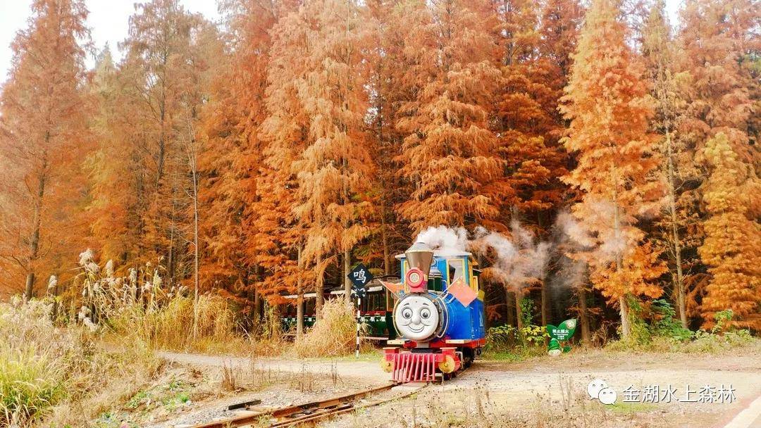 亲子游推荐地金湖水上森林景区,金湖水上森林景区攻略视频