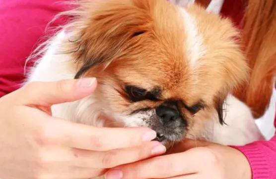 狗狗舔你的脚要不要制止,狗狗爱舔这五个部位