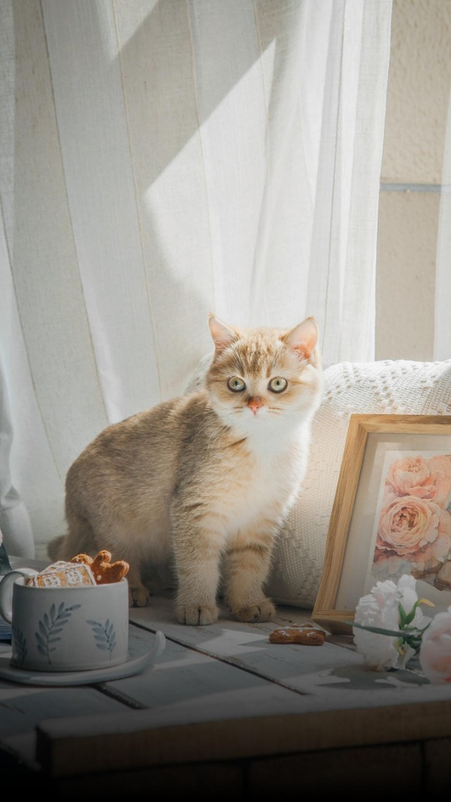 猫咪发情的那些事，猫奴一定需提前知道！