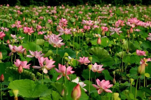 海南省临高县历史,海南临高风土人情