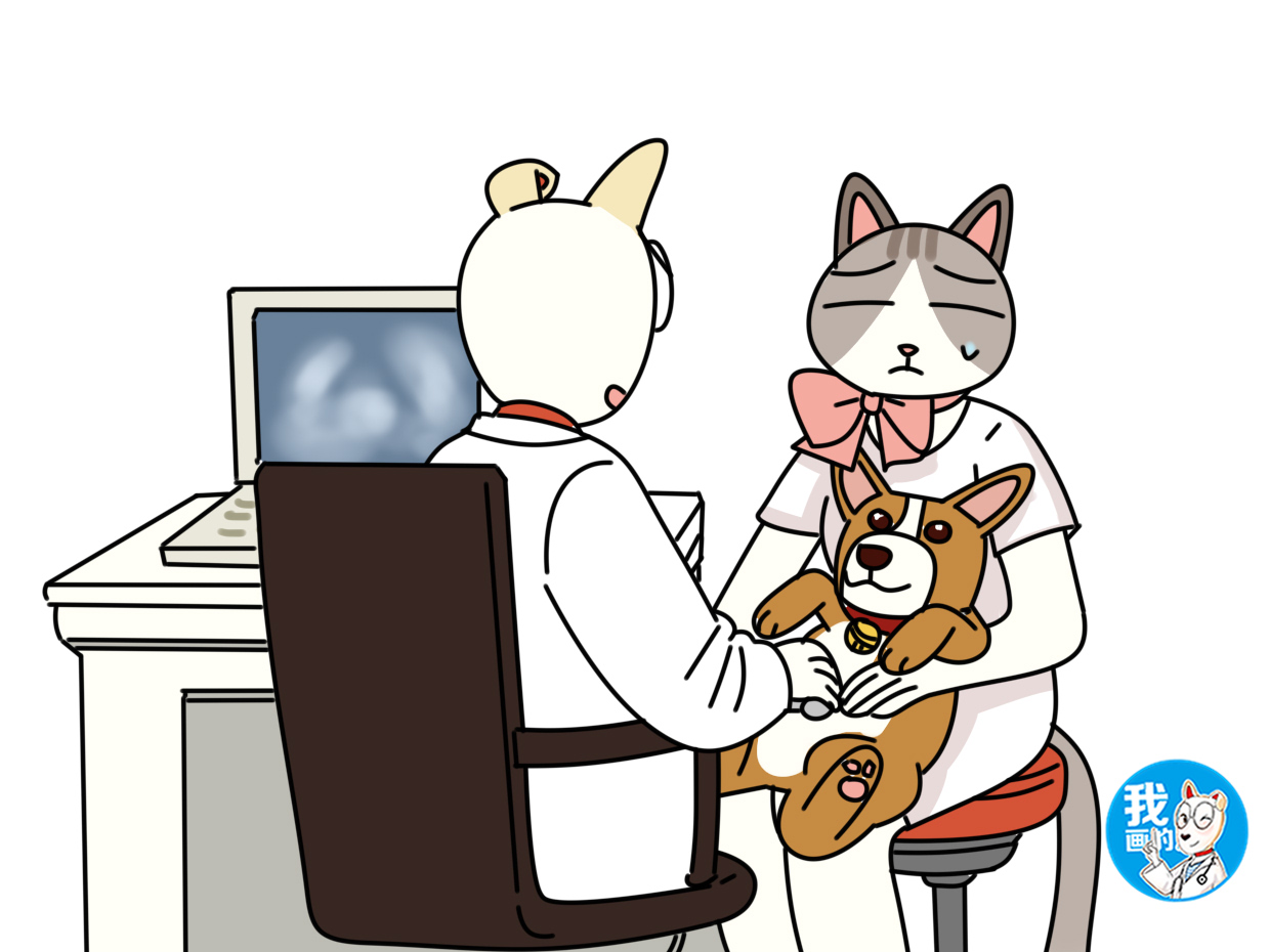 狗狗是否要选择剖腹产，某些情况下，由不得犹豫和选择