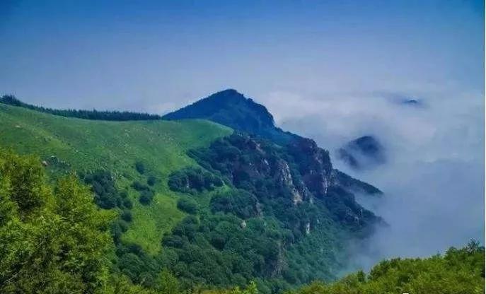 驼梁七月草原美，金莲妖娆入画里/郝贵云