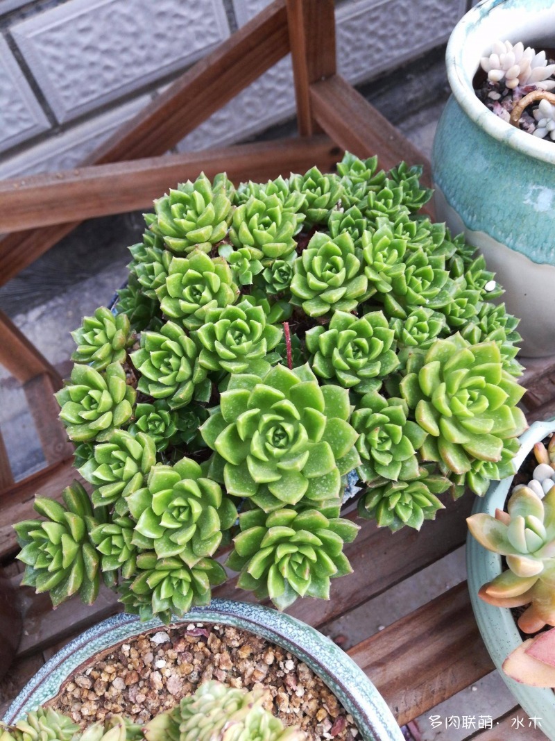 这才是多肉夏天该有的样子,多肉短期内颜值最高的时刻