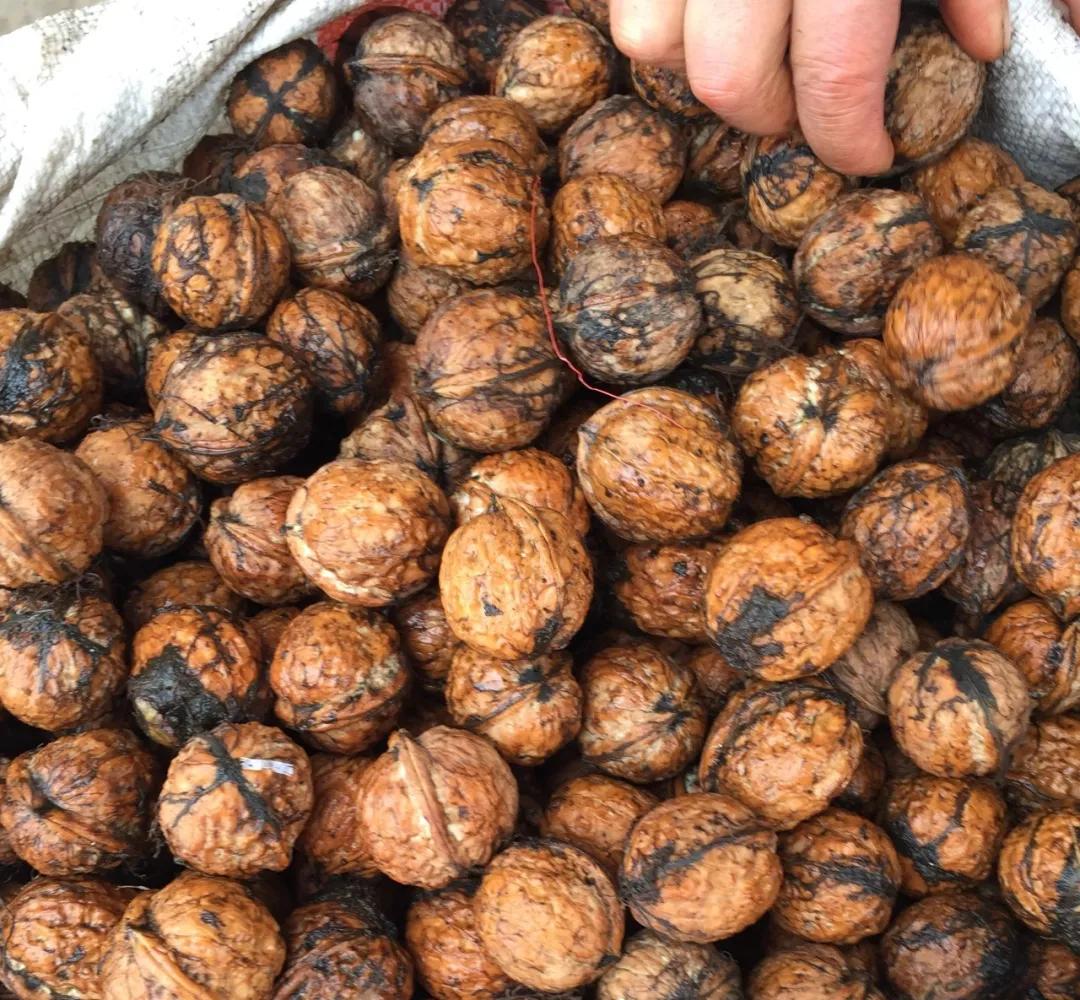 爬20米高用竹竿打下的这口“老树鲜核桃”，脆嫩鲜甜，别处买不到