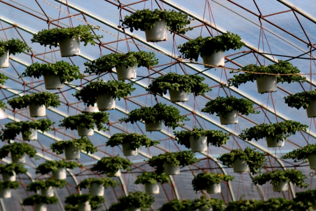 美丽的大连风景区,美丽的大连金州湾