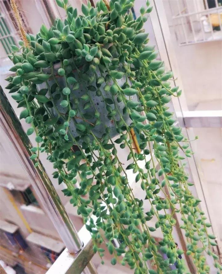 吊兰多肉养护技巧和方法,吊兰多肉的养殖方法和注意事项