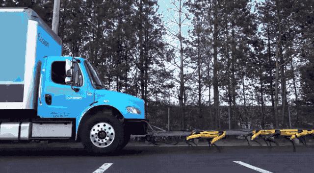 网红大黄狗狗,160万网红大黄狗