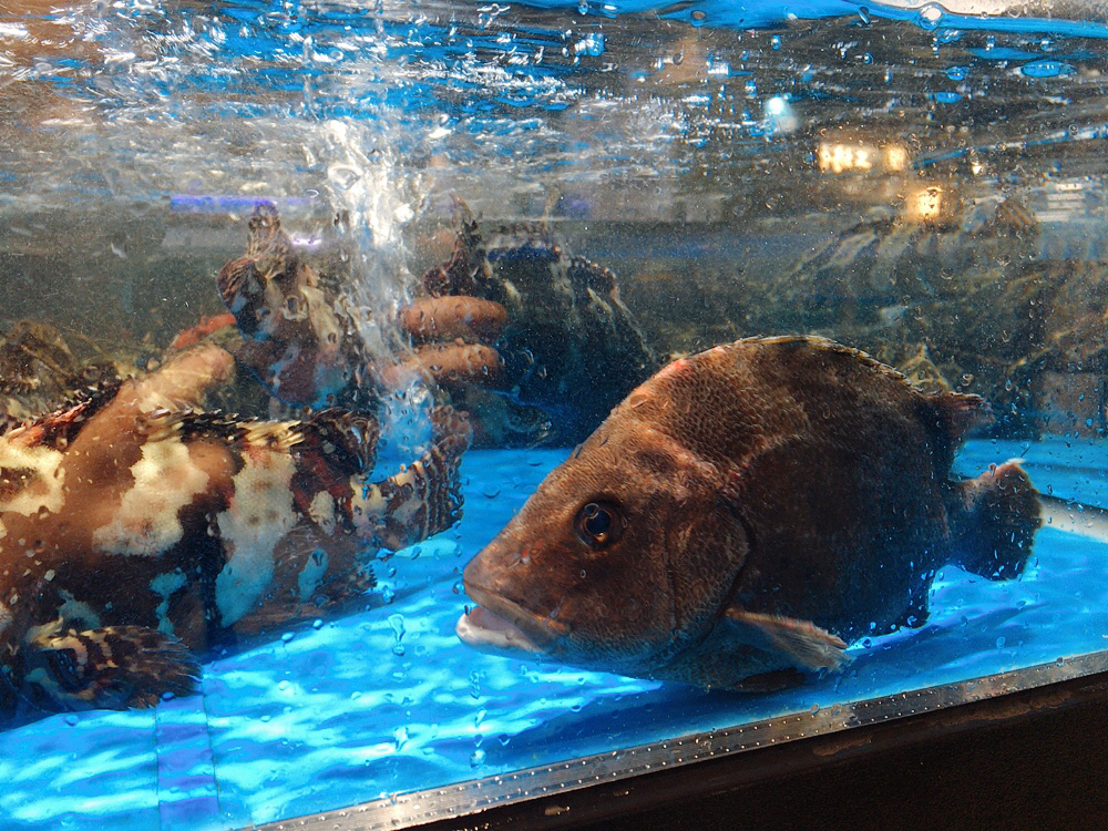 清蒸鱼的正确方法和用法,清蒸鱼鱼肉又老又腥一招教你搞定