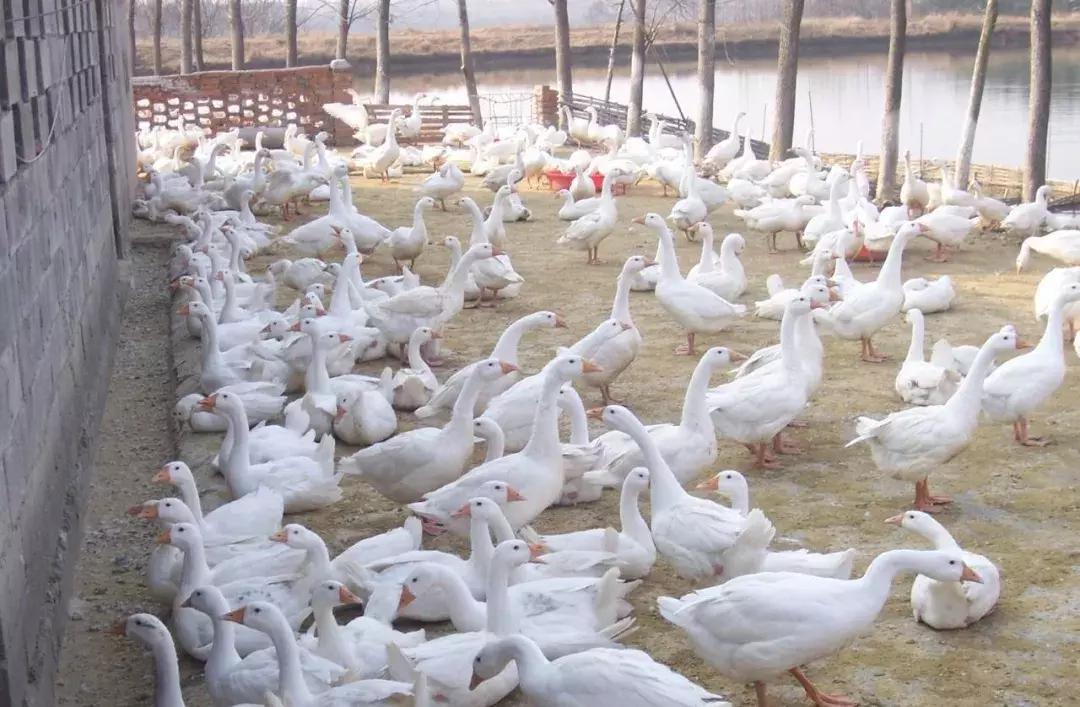 鹅瘸腿瘫痪是什么原因造成的,鹅突然瘸了怎么治疗