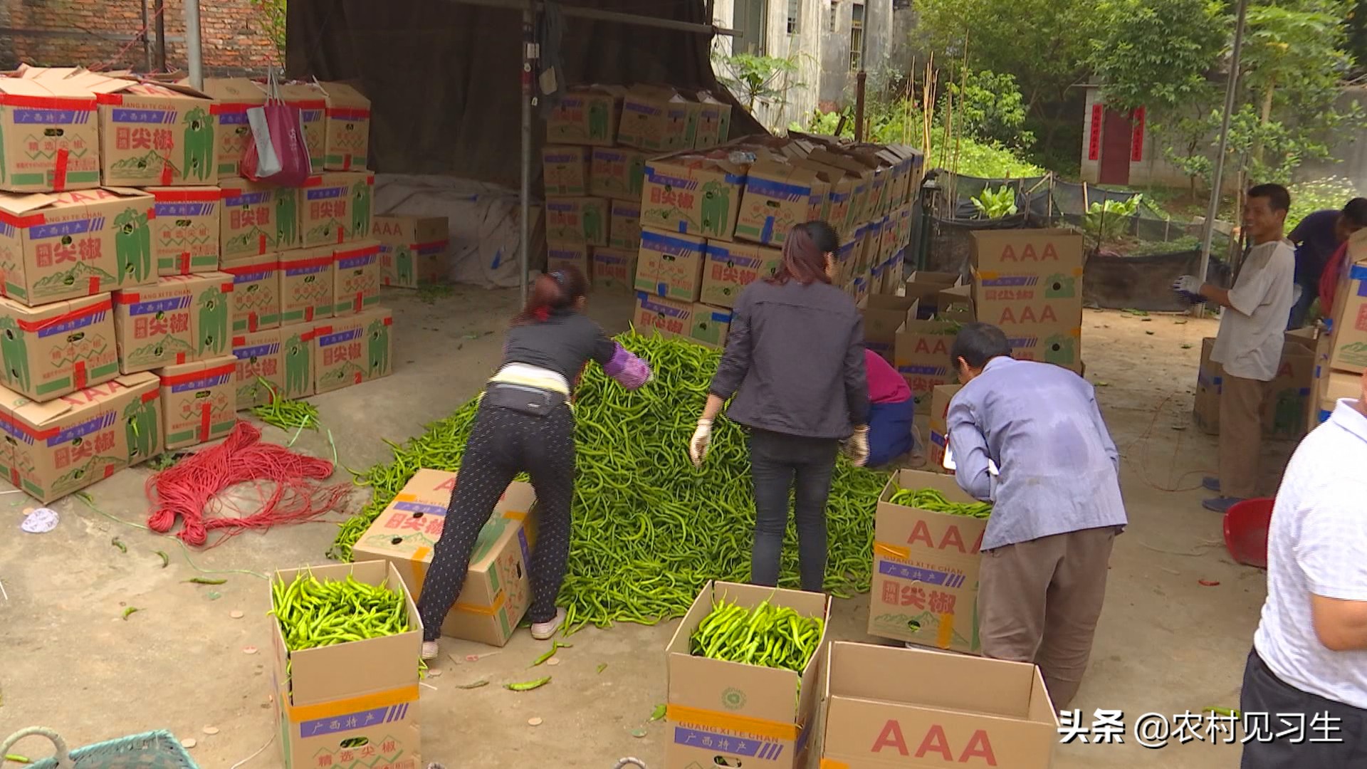 湖南辣椒卖出天价,湖南本地辣椒几百一斤