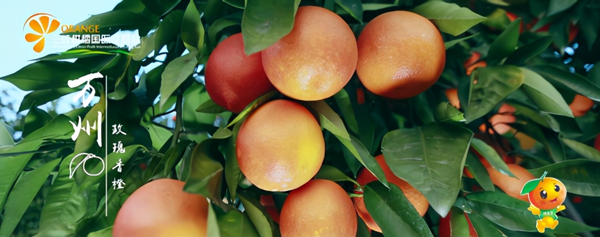 世界柑橘起源地竟在重庆，种植历史超4000年，曾是宫廷贡品