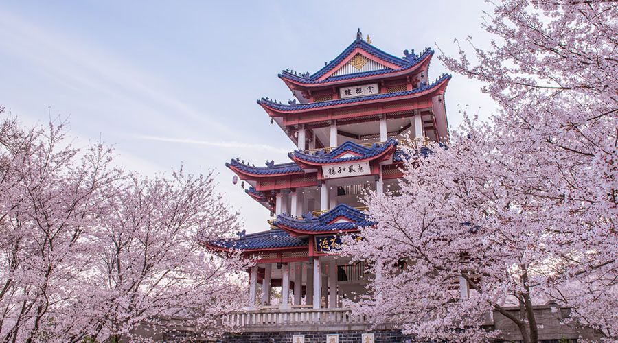 三大赏樱胜地哪个地方樱花最多,国内赏樱花的最佳地点