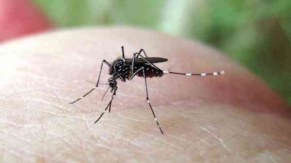 蚊子吸蚊体质怎么消除,易招蚊子体质怎么防蚊