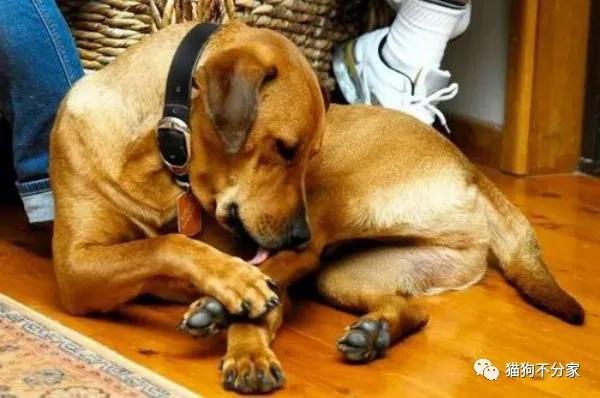 泰迪狗狗怀孕25天的症状,狗狗怀孕后注意事项