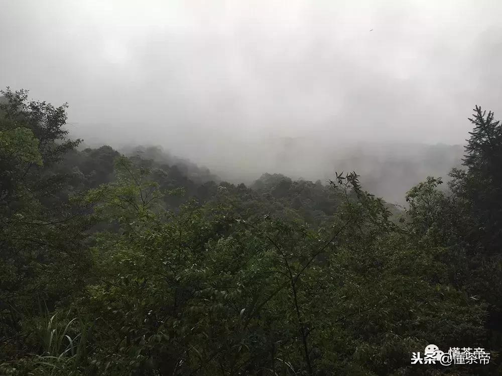 金骏眉银骏眉铜骏眉,金骏眉大赤甘和小赤甘的区别