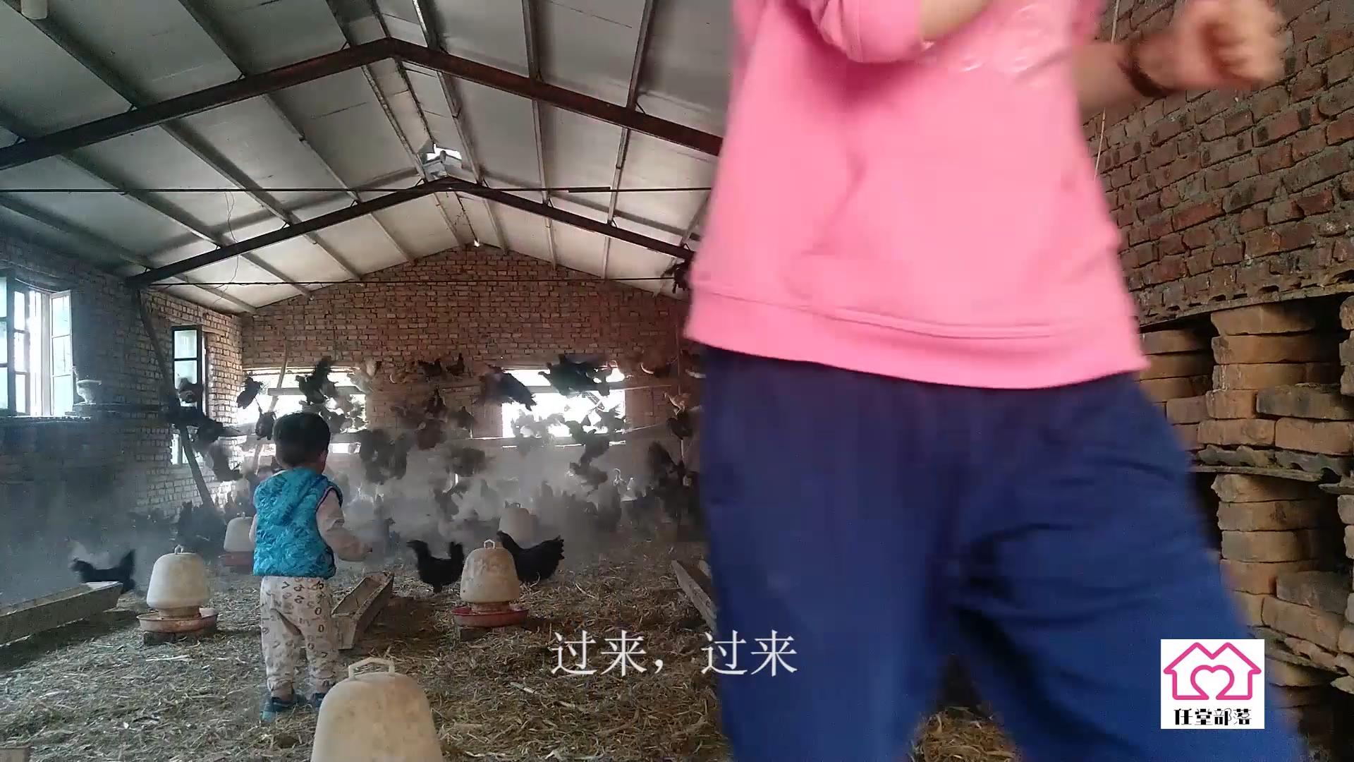 农村地里养殖柴鸡,大叔在农村养一万只芦花鸡