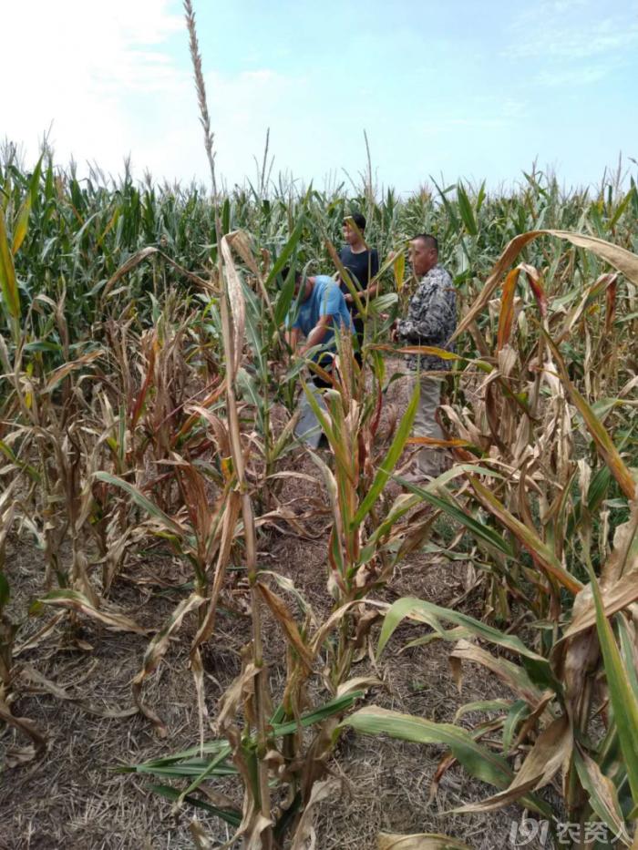 河南适合种植高产玉米,玉米高产高效种植技术