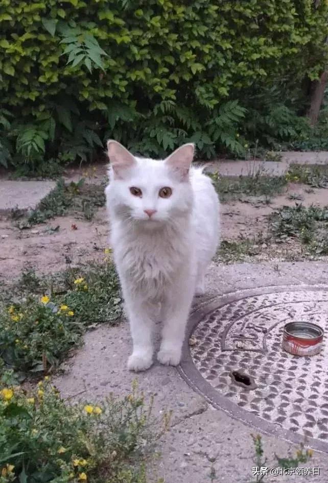 #领养代替购买#给它们一个家|线上宠物领养日,20190608加场