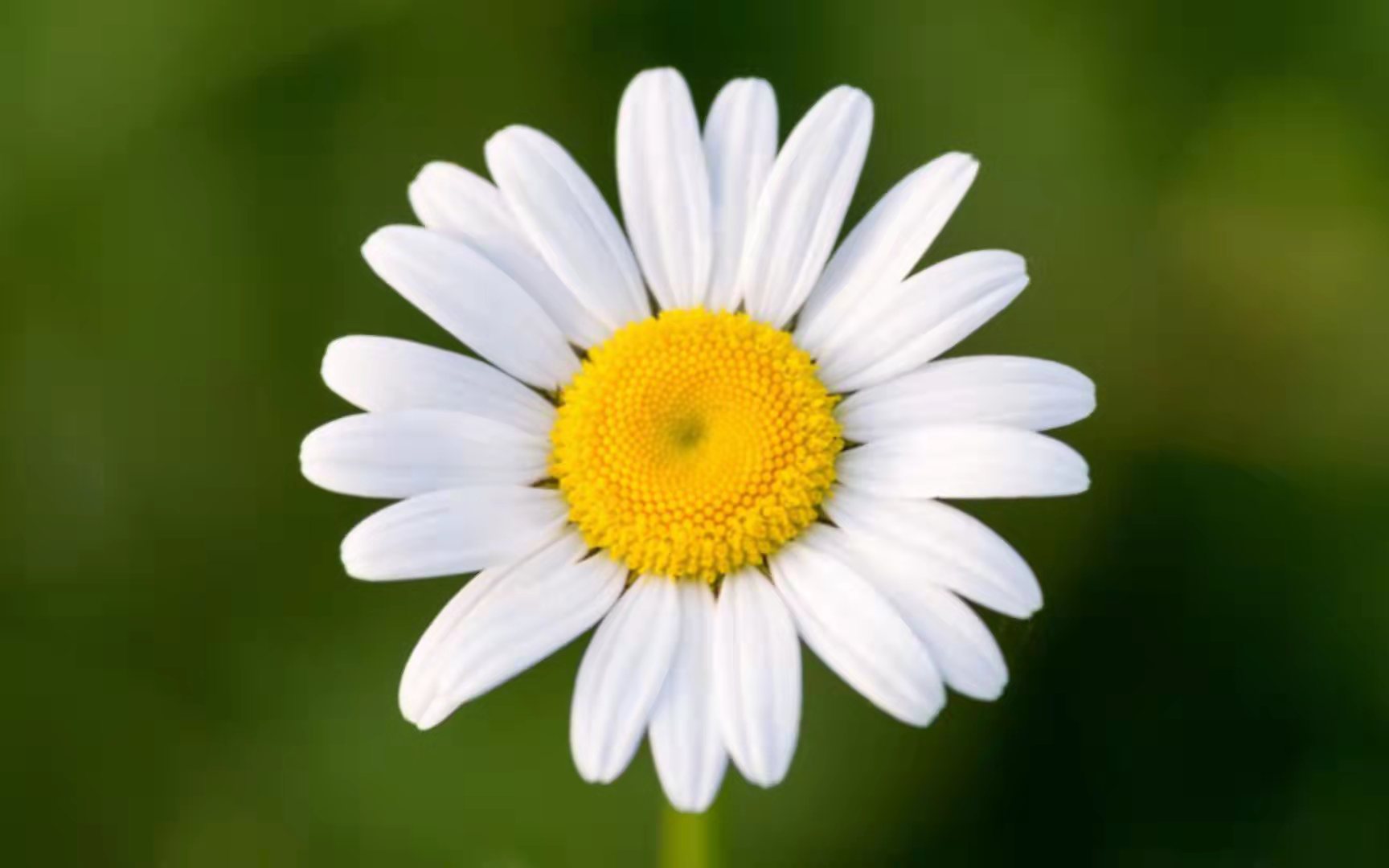 代表中国的国花有哪些,中国的各国的国花是什么花