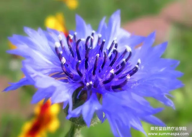 护眼玫瑰精油,补水鲜花纯露