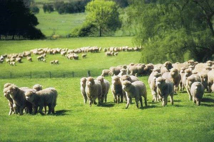 欧洲人不种地也有足够食物吃,欧洲人不用种粮食也有足够食物吃