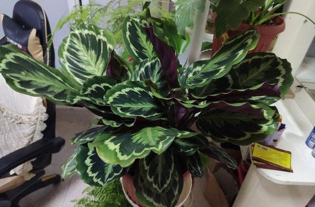 养花10年浇水技巧,花卉浇水干湿循环几天最好