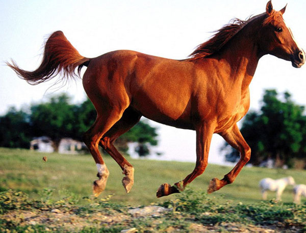 汗血宝马真的出汗流血吗,汗血宝马真的能日行千里吗