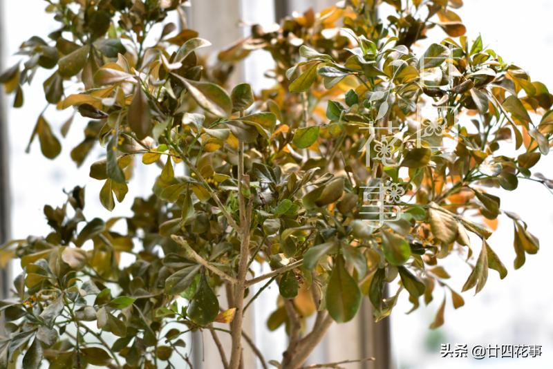 米兰冬季养护注意事项,米兰的冬季养护方法与要点